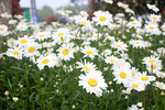 白菊花