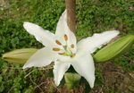 百合花