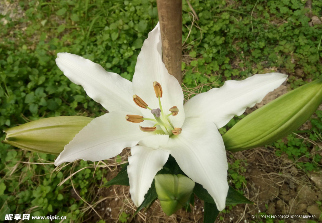 百合花