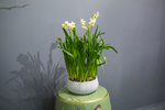 水仙花