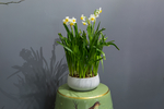 水仙花