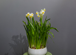 水仙花