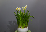 水仙花