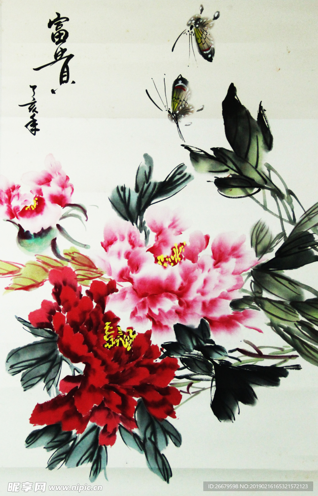 富贵花开