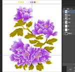 分色牡丹花