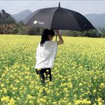 油菜花