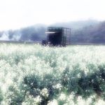 野菜花