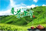 春茶上市海报