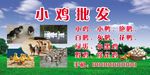 小鸡批发