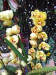 美丽花