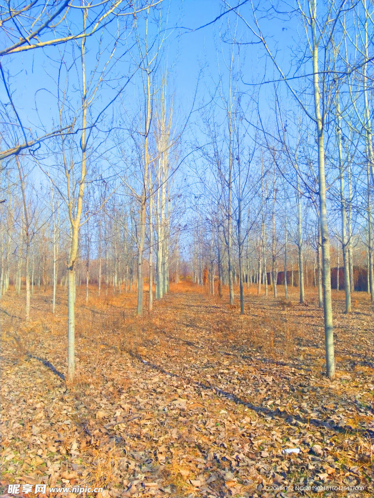 美丽的树林风景