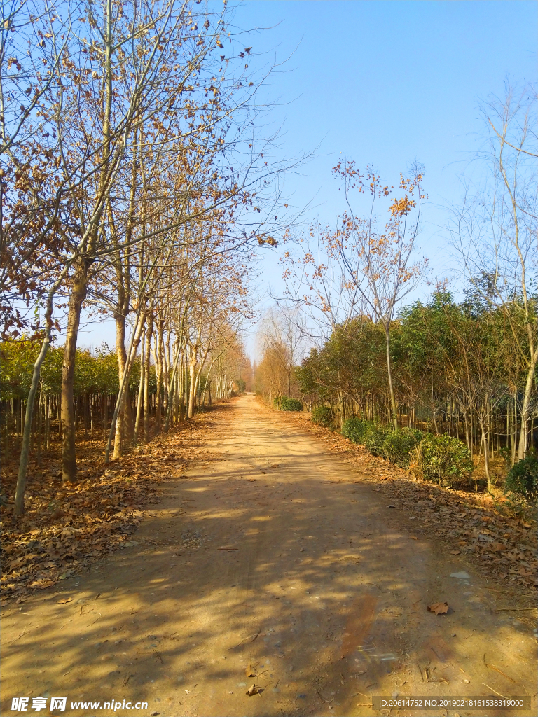 乡村道路美景