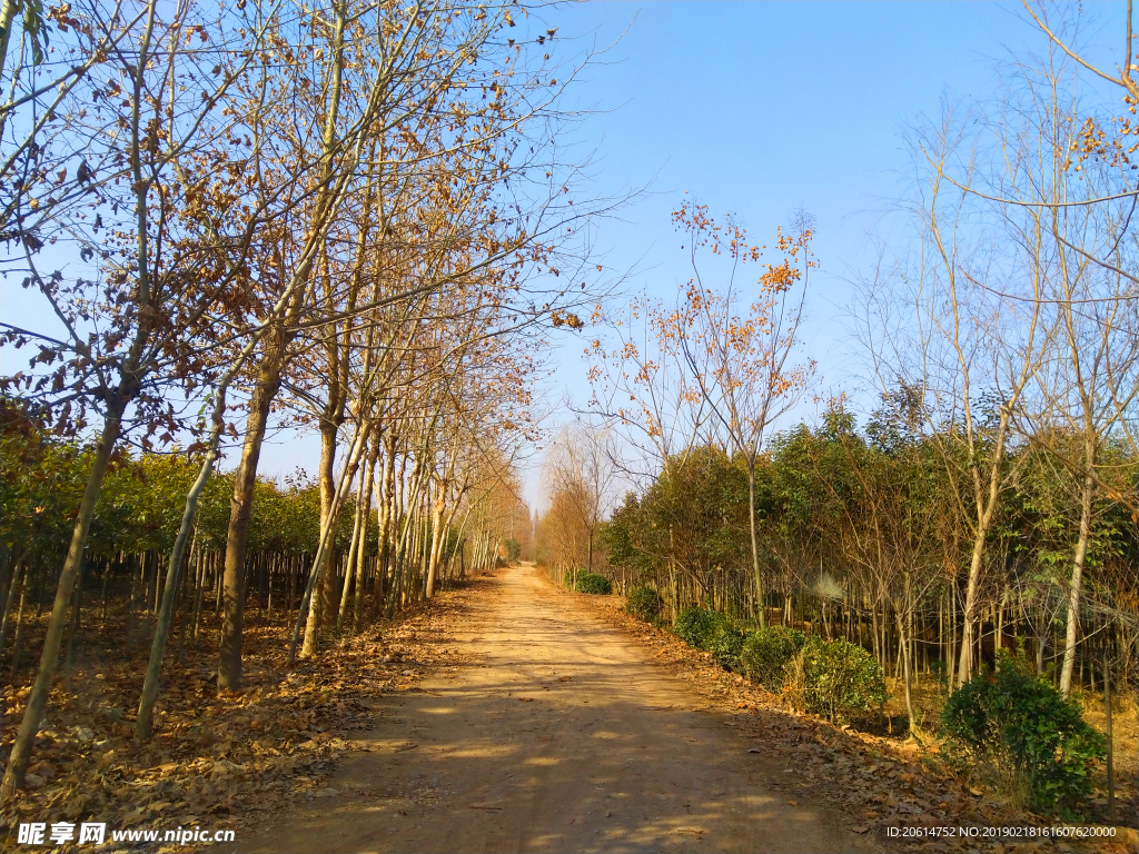 乡村道路美景