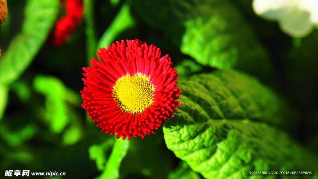 雏菊野花红色绿叶黄色花蕊