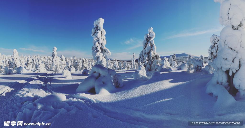 冬日雪景太阳松树