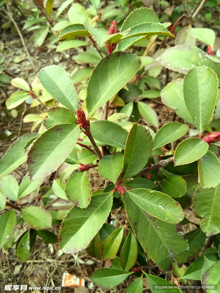 植物