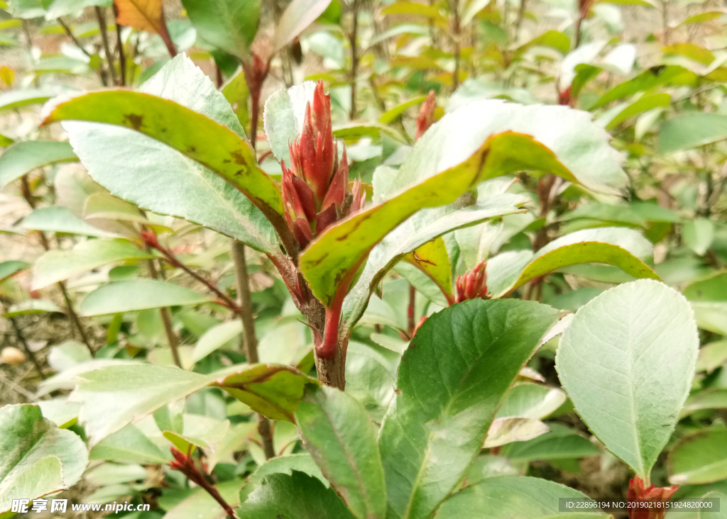 植物