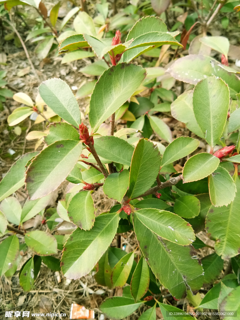 植物