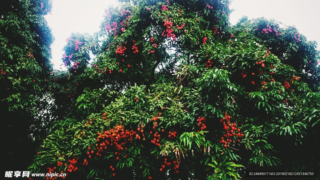 福州西禅寺荔枝