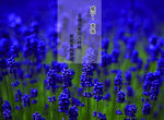 薰衣草
