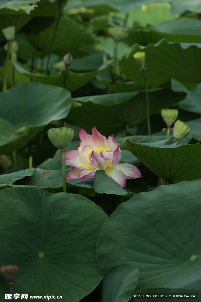 意境莲花