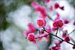 梅花