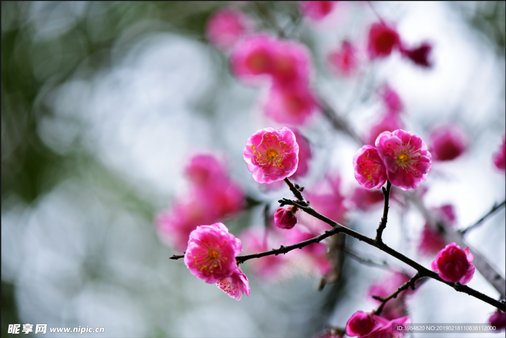 梅花
