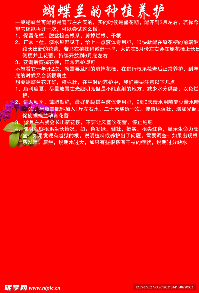君子兰种植养护注意事项