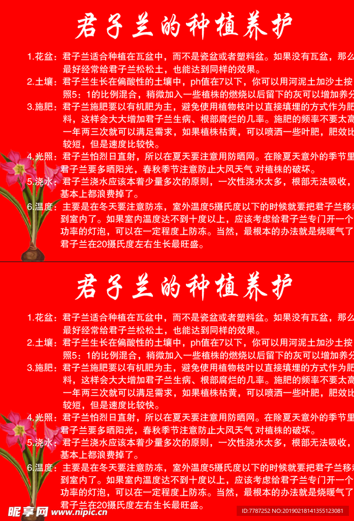 君子兰种植养护注意事项