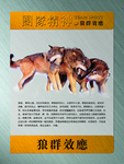 狼群效应