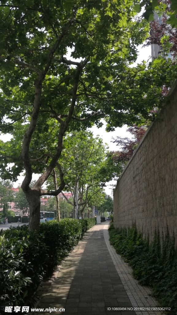浓绿的夏天