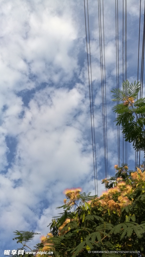 楼下的合欢
