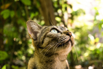 猫