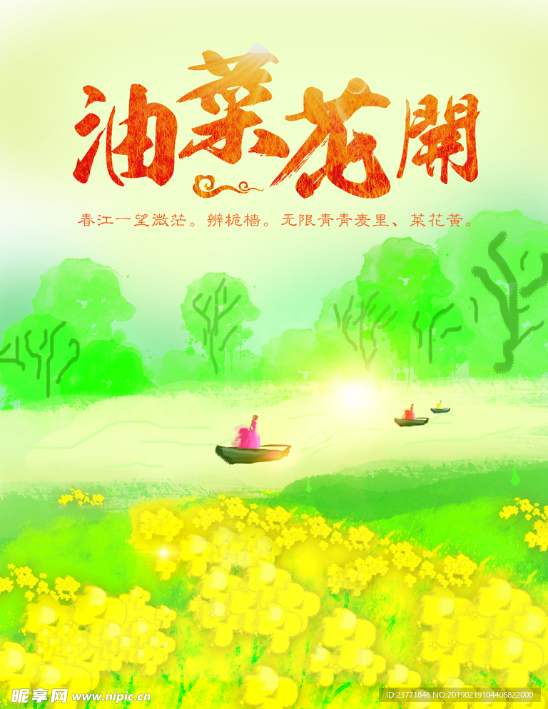 油菜花