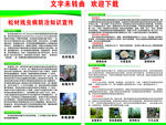 松材线虫病防治知识宣传单