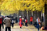 清华银杏大道