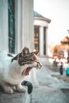 小猫