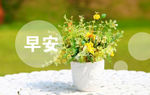 早安花语