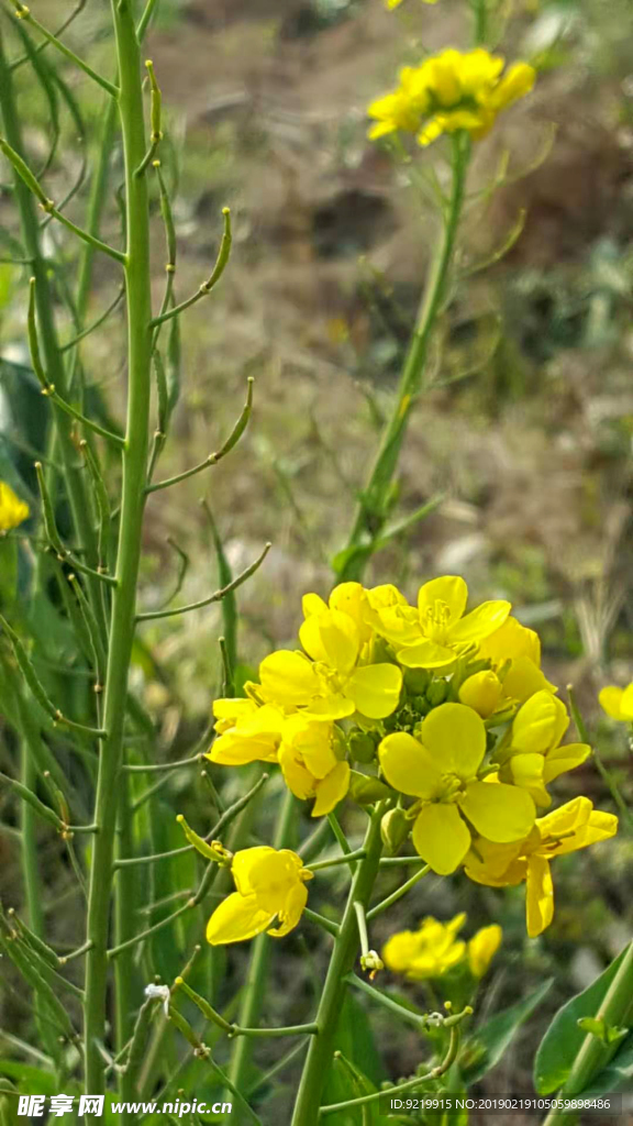 油菜花