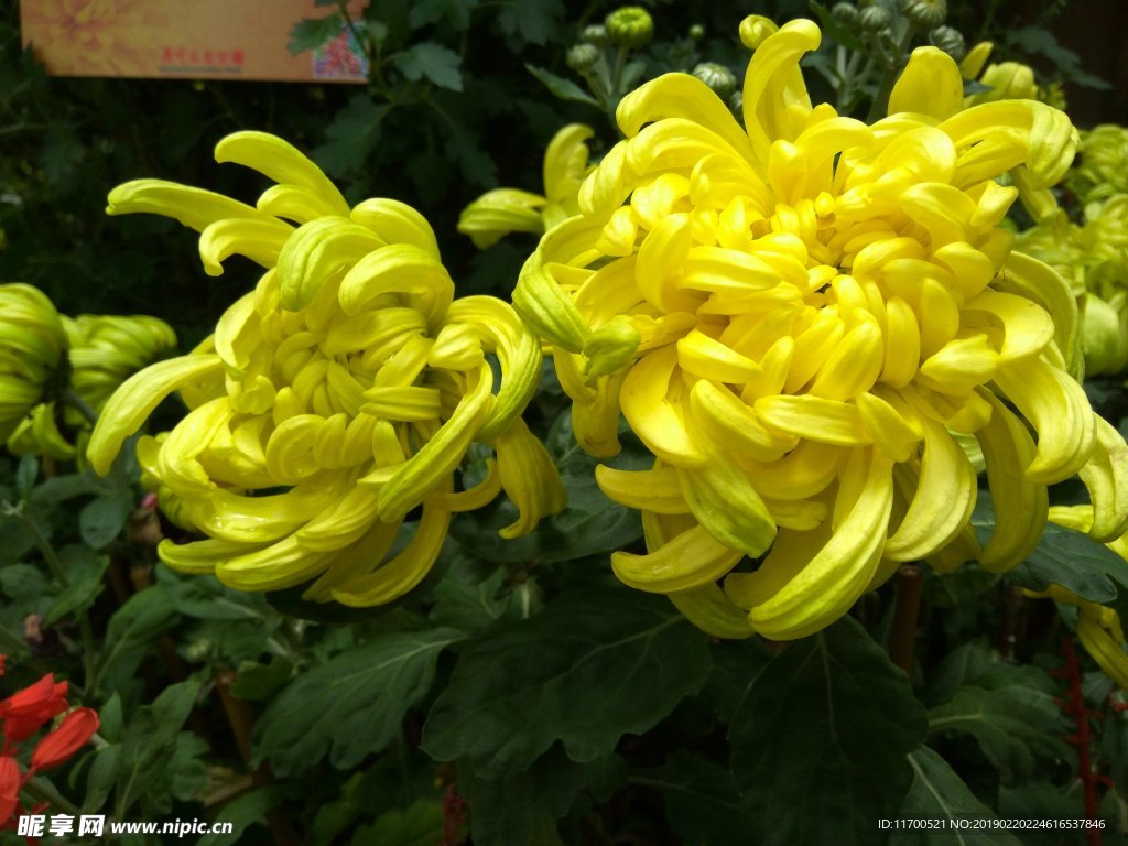 菊花