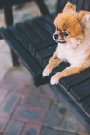 小狗