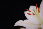 百合花