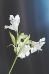 百合花