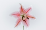 百合花