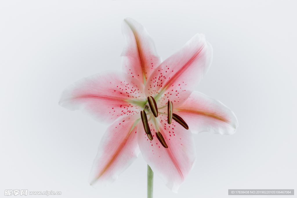 百合花