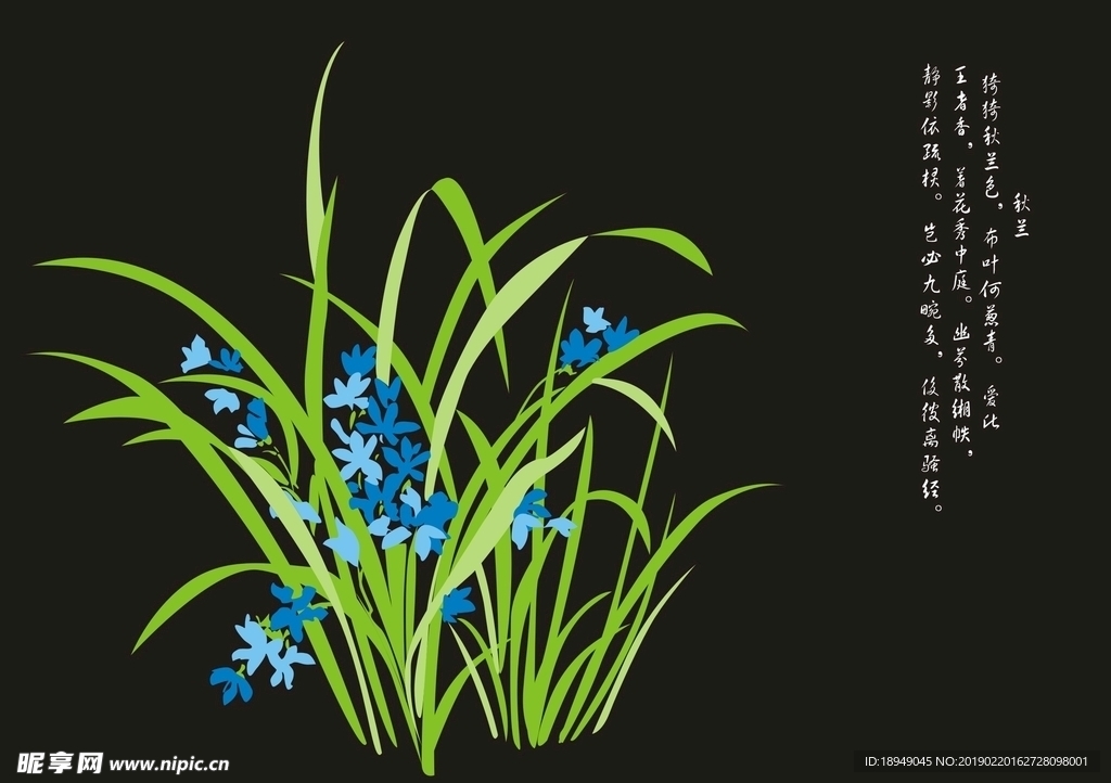 兰花图片