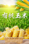 有机玉米