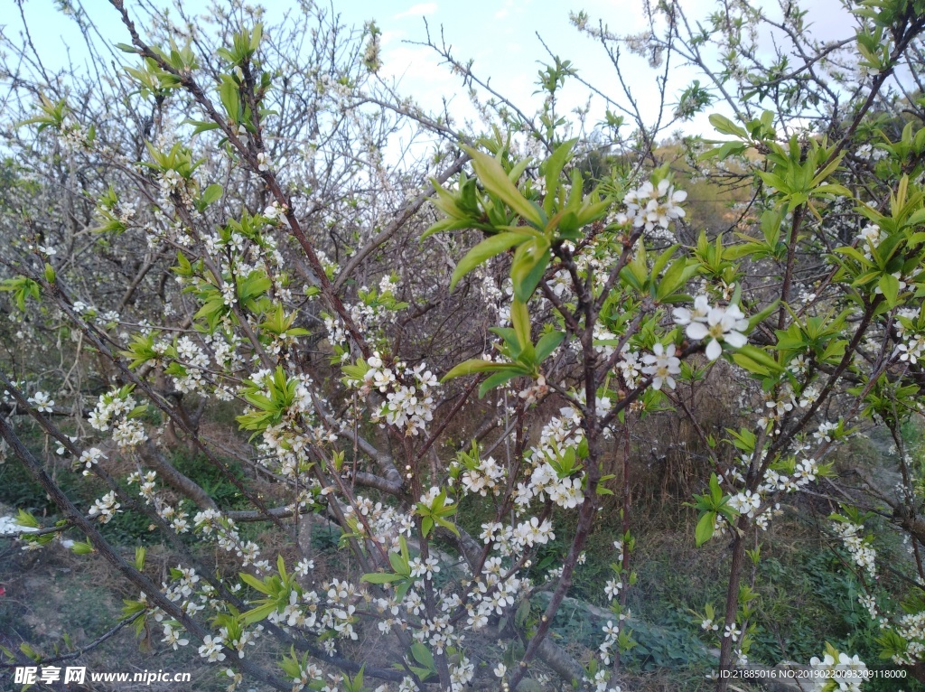 三华李花