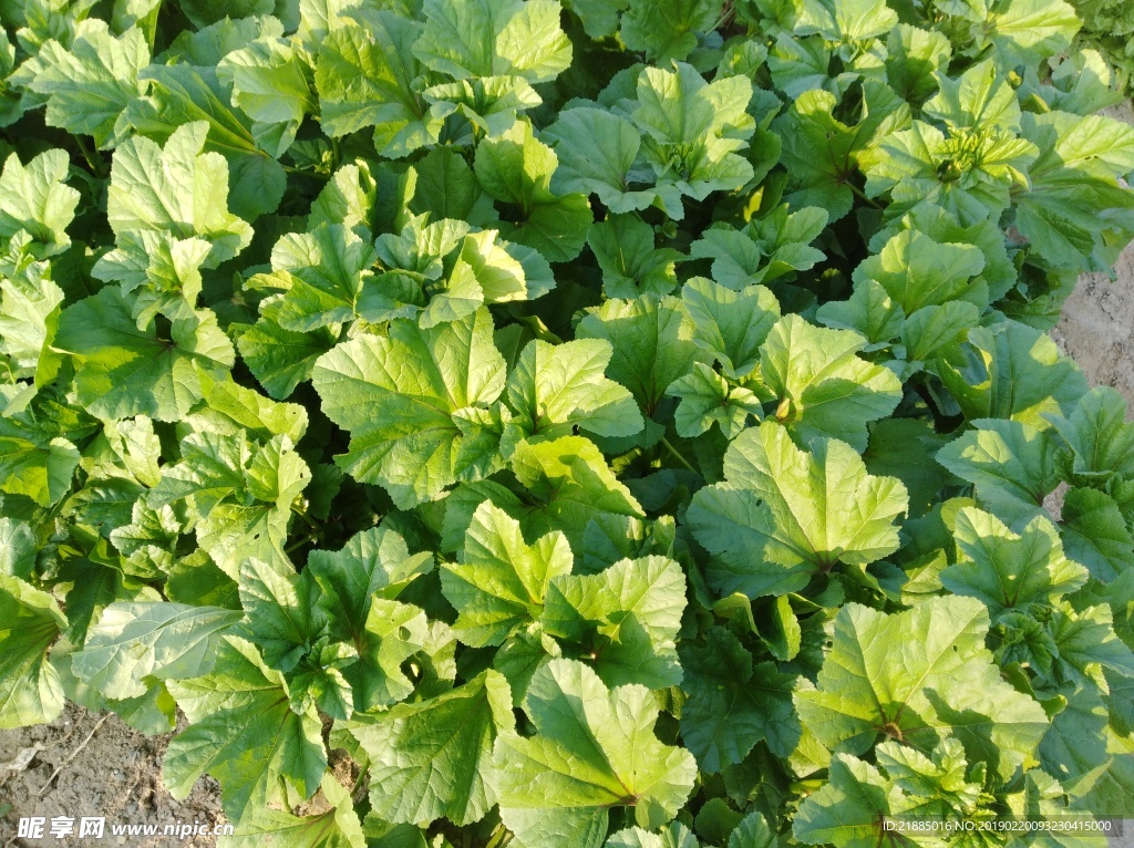 青菜