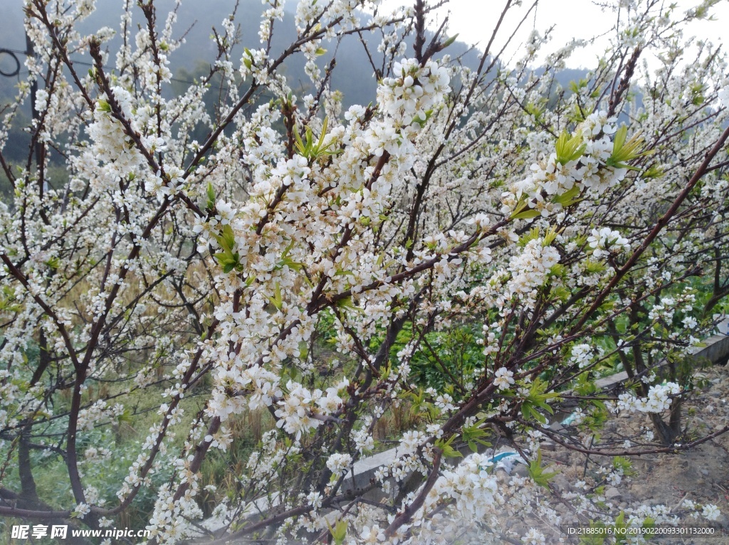 三华李花